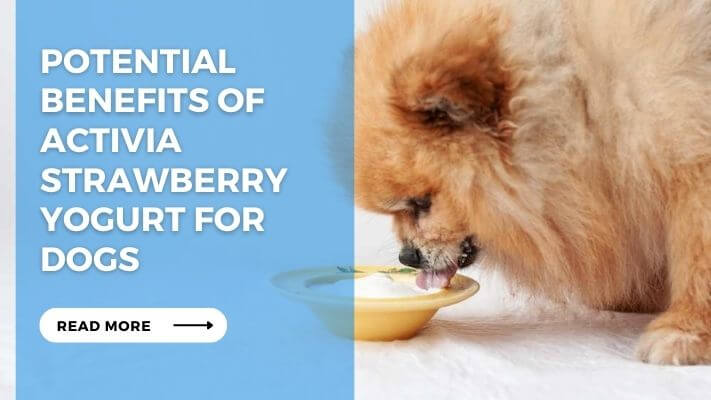 Potential Benefits of Activia Strawberry Yogurt for Dogs