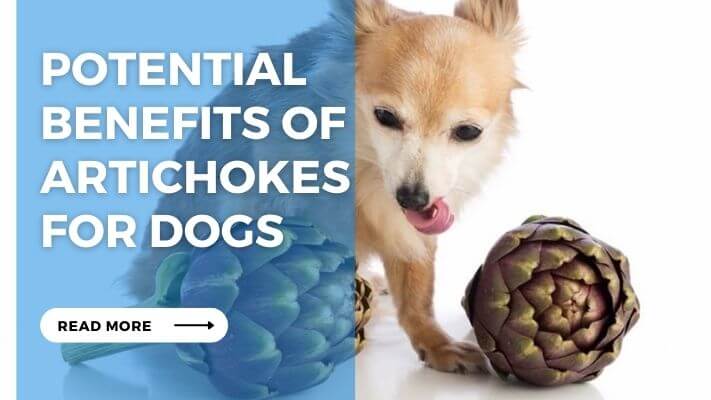 Potential Benefits of Artichokes for Dogs