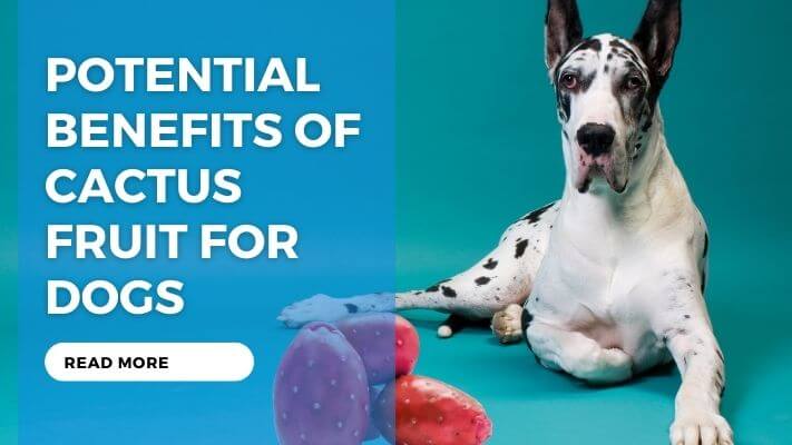 Potential Benefits of Cactus Fruit for Dogs