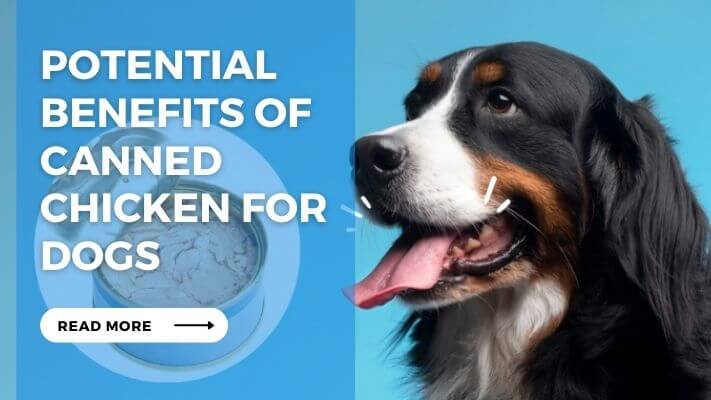 Potential Benefits of Canned Chicken for Dogs