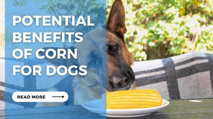 Potential Benefits of Corn for Dogs