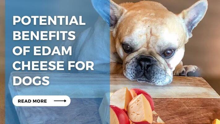 Potential Benefits of Edam Cheese for Dogs