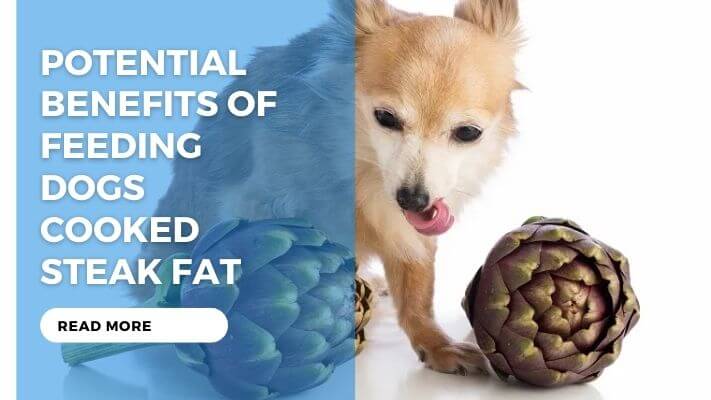 Potential Benefits of Feeding Dogs Cooked Steak Fat