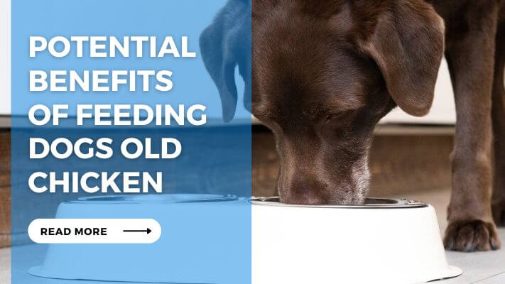 Potential Benefits of Feeding Dogs Old Chicken