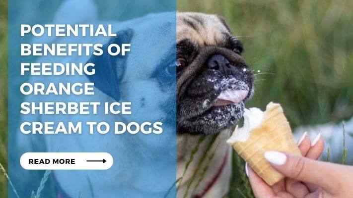 Potential Benefits of Feeding Orange Sherbet Ice Cream to Dogs