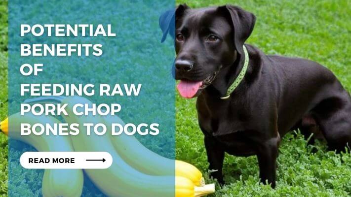 Potential Benefits of Feeding Raw Pork Chop Bones to Dogs