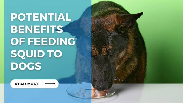 Potential Benefits of Feeding Squid to Dogs