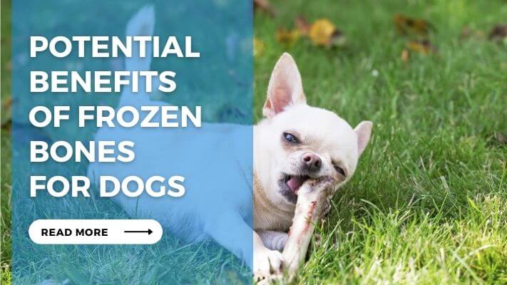 Potential Benefits of Frozen Bones for Dogs