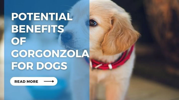 Potential Benefits of Gorgonzola for Dogs