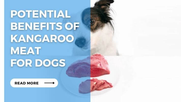 Potential Benefits of Kangaroo Meat  for Dogs