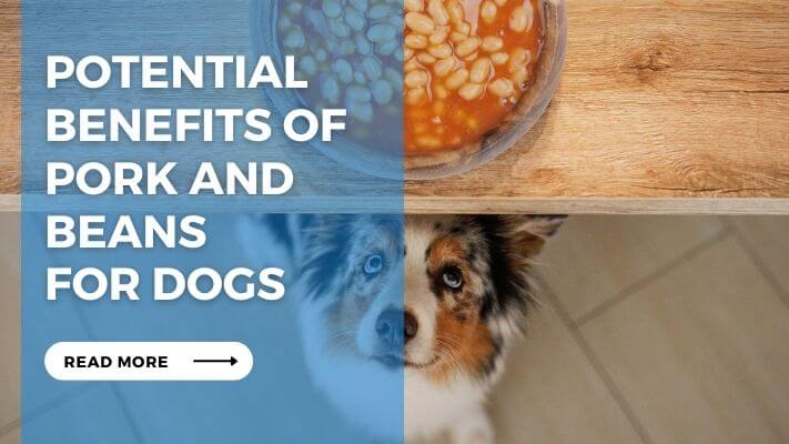 Potential Benefits of Pork and Beans for Dogs