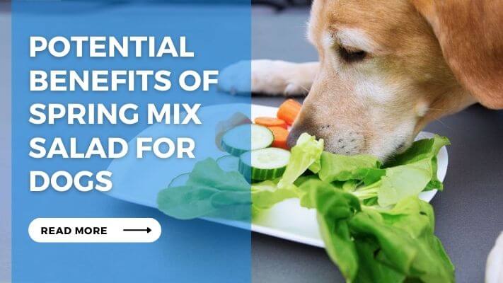 Potential Benefits of Spring Mix Salad for  Dogs