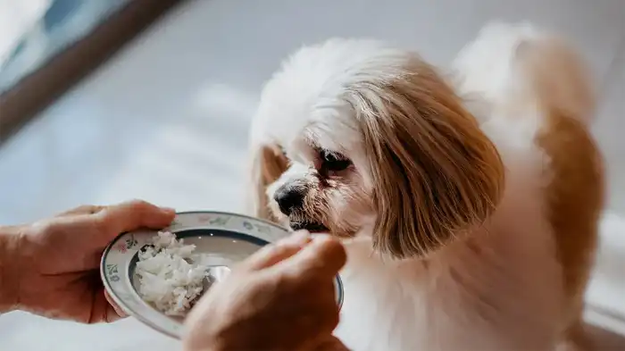 Is Sticky Rice Safe for Dogs?