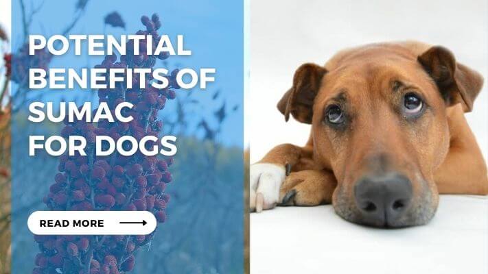 Potential Benefits of Sumac for Dogs