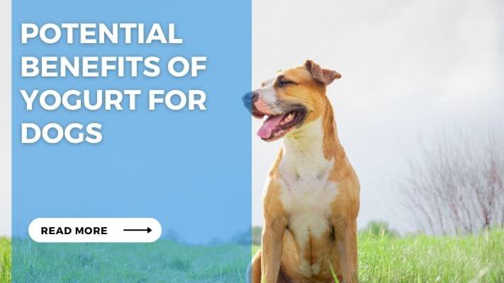 Potential Benefits of Yogurt for Dogs