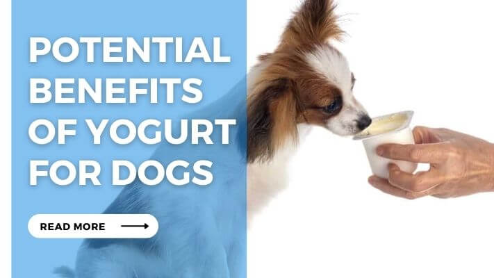 Potential Benefits of Yogurt for Dogs