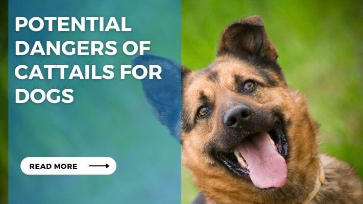 Potential Dangers of Cattails for Dogs