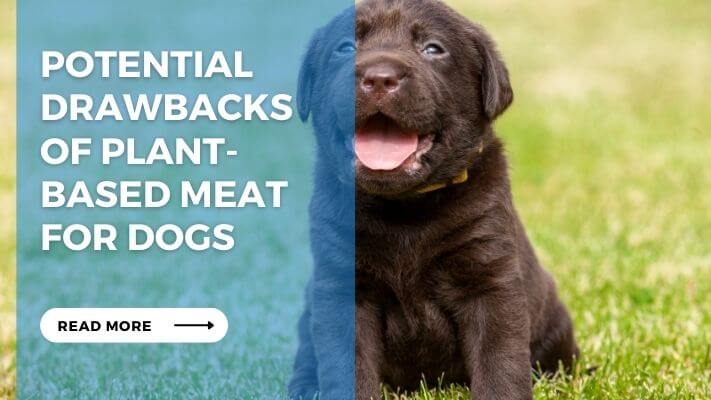 Potential Drawbacks of Plant-Based Meat for Dogs