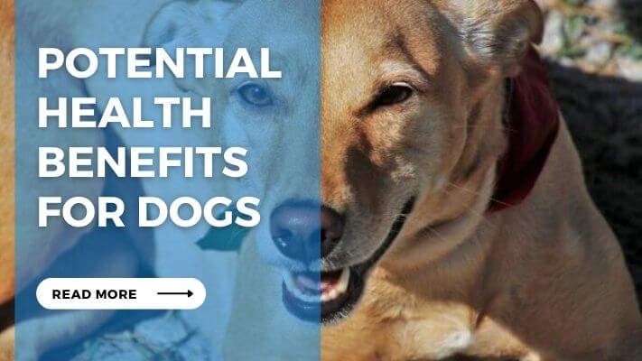 Potential Health Benefits for Dogs