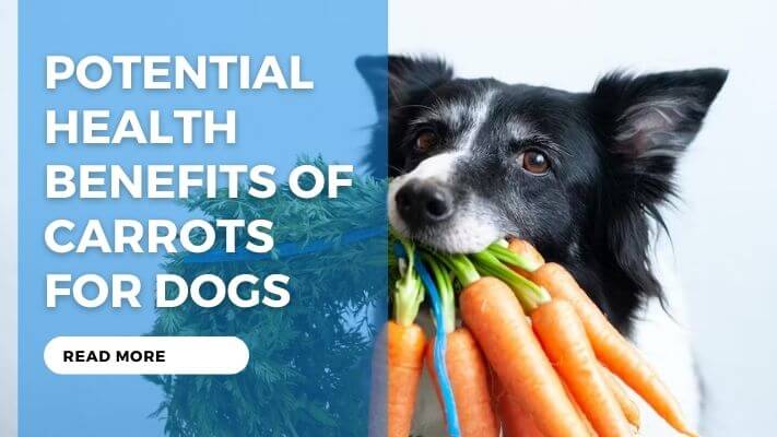 Potential Health Benefits of Carrots for Dogs