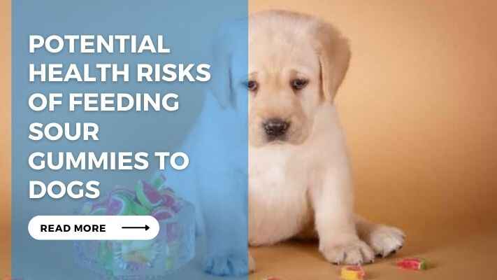 Potential Health Risks of Feeding Sour Gummies to Dogs