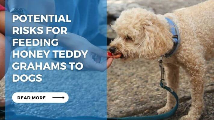 Potential Risks For Feeding Honey Teddy Grahams To Dogs