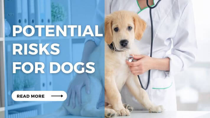 Potential Risks for Dog