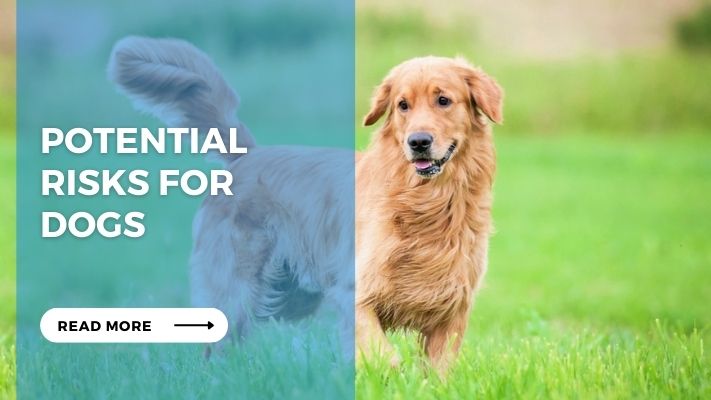 Potential Risks for Dogs