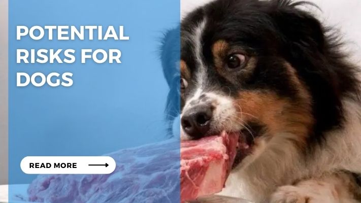 Potential Risks for Dogs