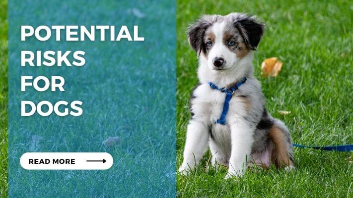 Potential Risks for Dogs