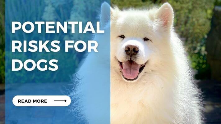 Potential Risks for Dogs