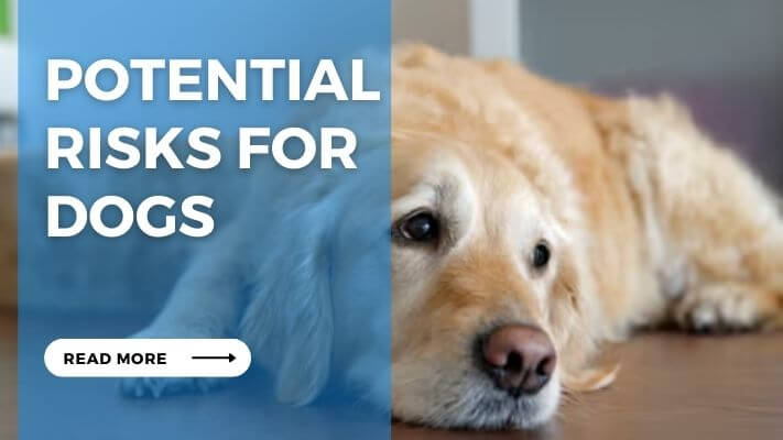 Potential Risks for Dogs