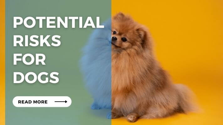 Potential Risks for Dogs