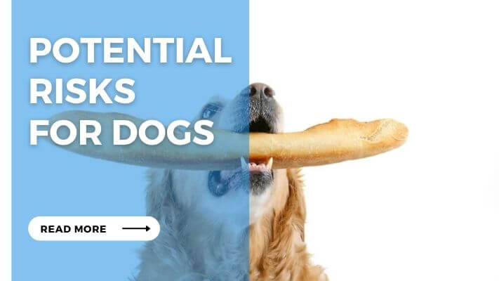 Potential Risks for Dogs