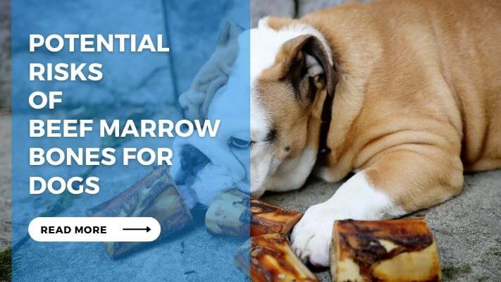 Potential Risks of Beef Marrow Bones for Dogs