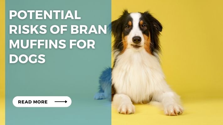 Potential Risks of Bran Muffins for Dogs