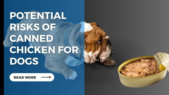 Potential Risks of Canned Chicken for Dogs