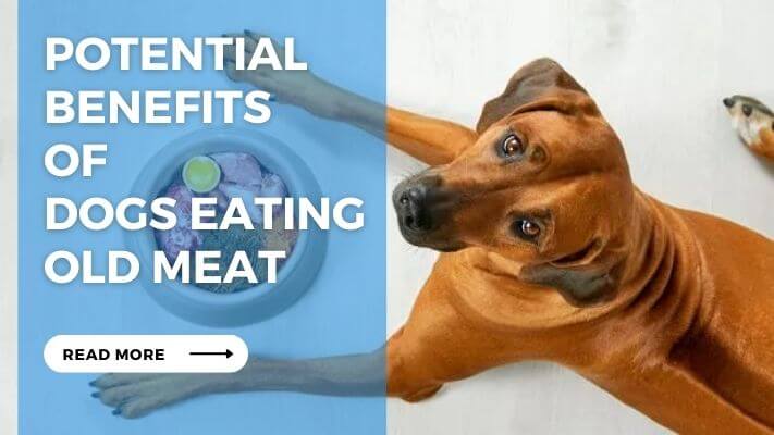 Potential Risks of Dogs Eating Old Meat