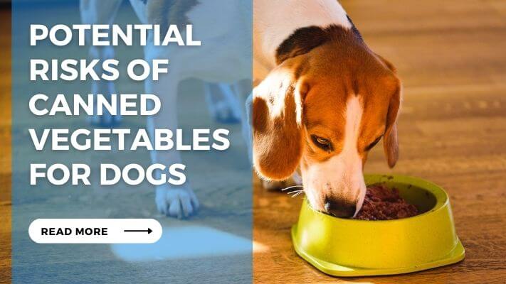 Potential Risks of Canned Vegetables for Dogs