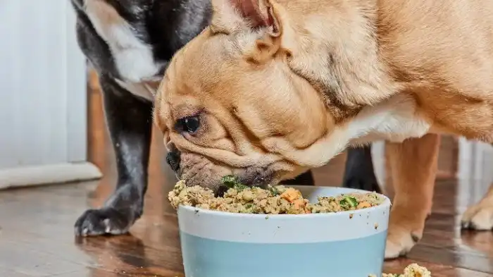 Can Dogs Eat Chicken Salad with Mayo?