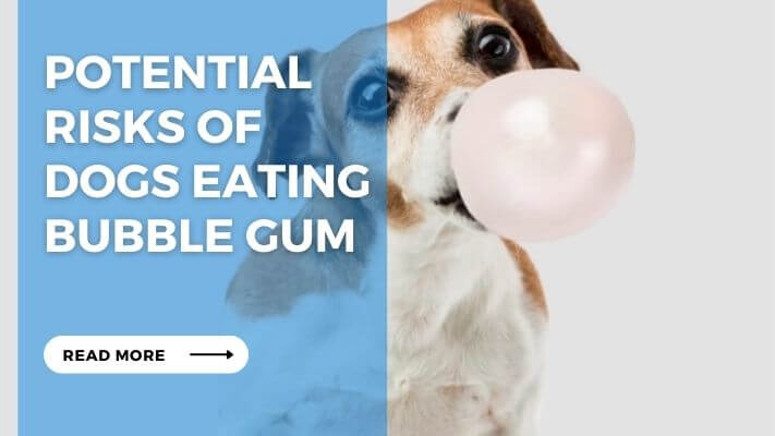 Potential Risks of Dogs Eating Bubble Gum