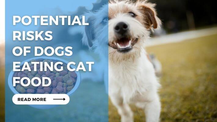 Potential Risks of Dogs Eating Cat Food
