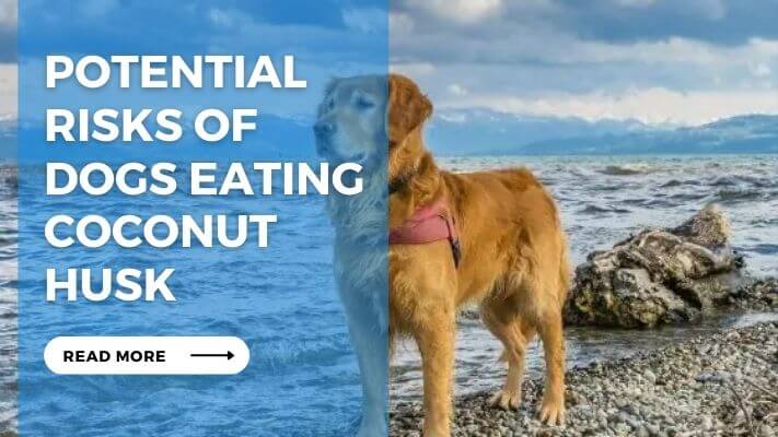 Potential Risks of Dogs Eating Coconut Husk