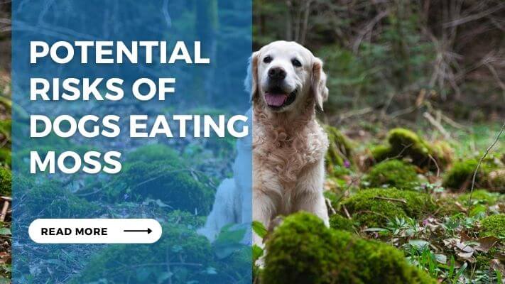 Potential Risks of Dogs Eating Moss