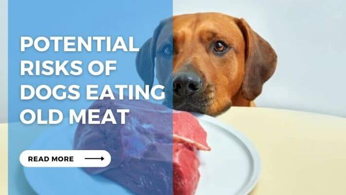 Potential Risks of Dogs Eating Old Meat