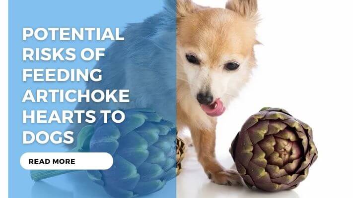 Potential Risks of Feeding Artichoke Hearts to Dogs