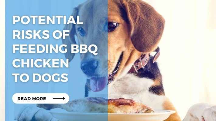 Potential Risks of Feeding BBQ Chicken to Dogs