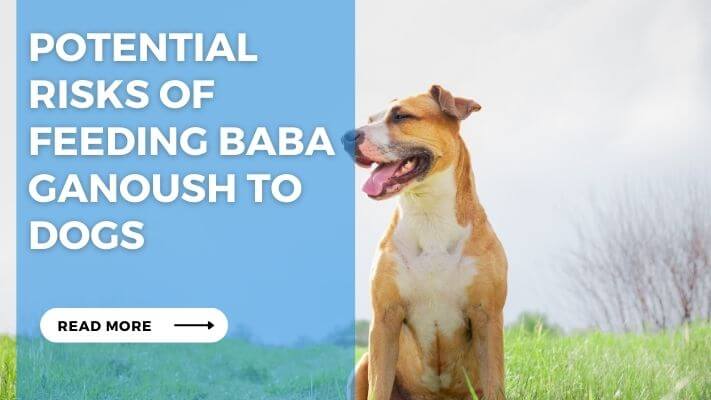 Potential Risks of Feeding Baba Ganoush to Dogs