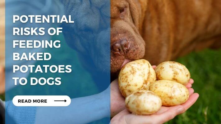 Potential Risks of Feeding Baked Potatoes to Dogs