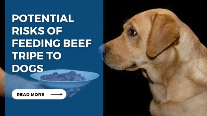 Potential Risks of Feeding Beef Tripe to Dogs